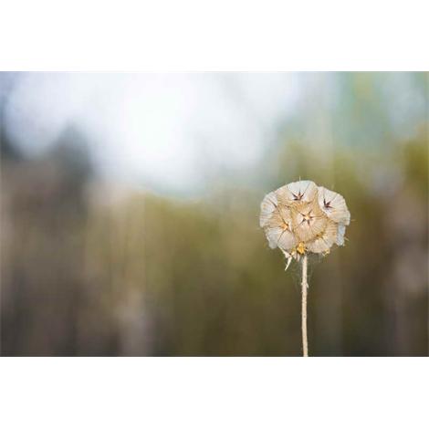 Multisimetría solitaria