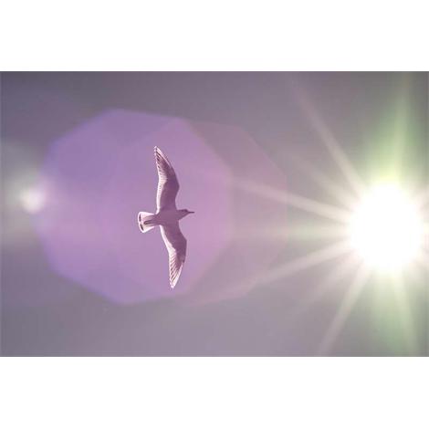 Gaviota hacia el sol