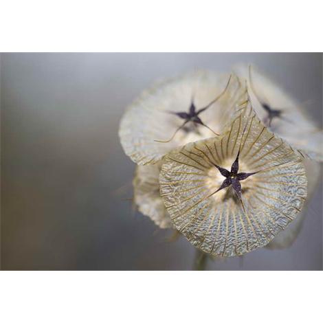 Multisimetria en flor