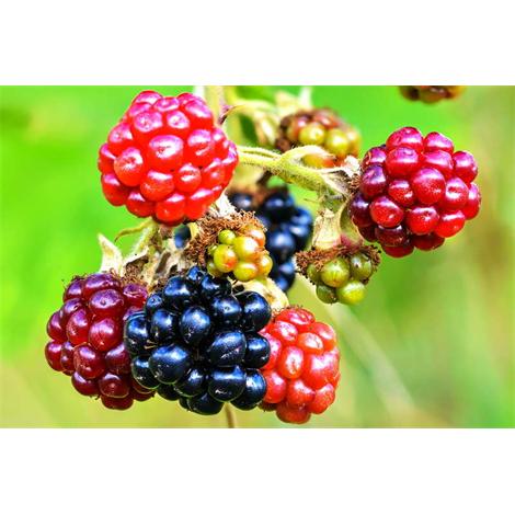 Fruta, moras en rama