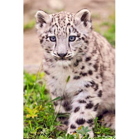 Cachorro de leopardo de nieve