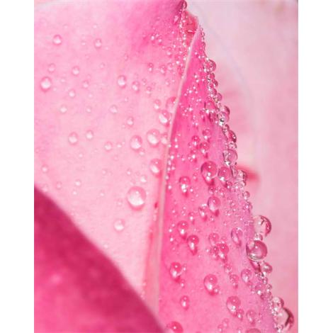 Rosa de papel mojada