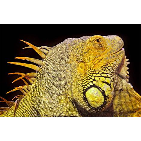 Iguana amarilla