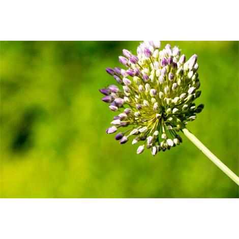 Pigmentación extrema