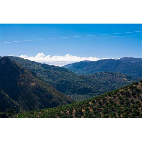 Entre cimas olivares