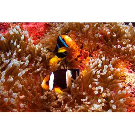 Bonitos peces bajo el agua