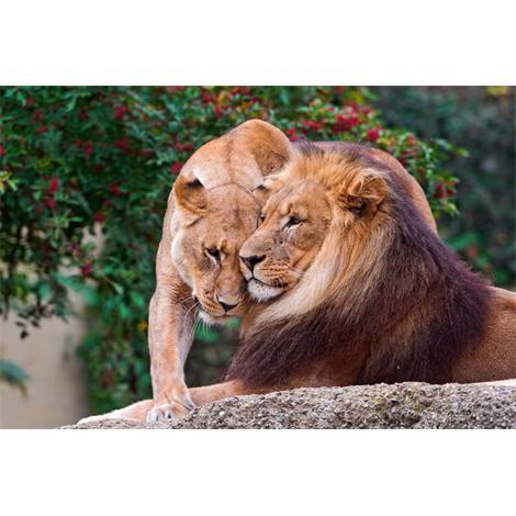 Pareja de leones