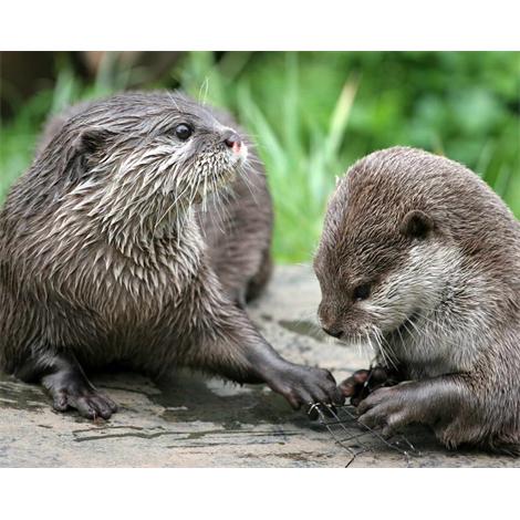 Nutrias