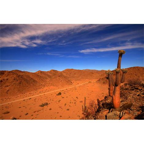 Cactus en el desierto