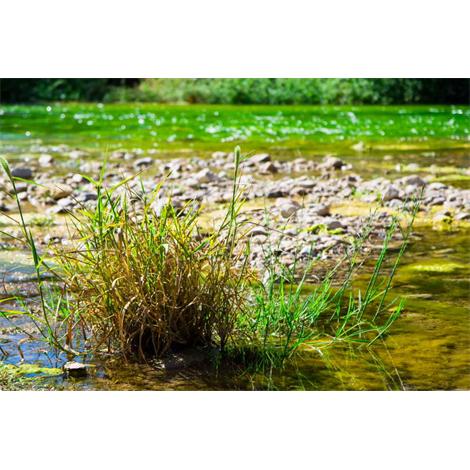 Si no te arrastra la corriente