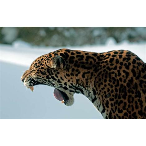 Jaguar bosteza