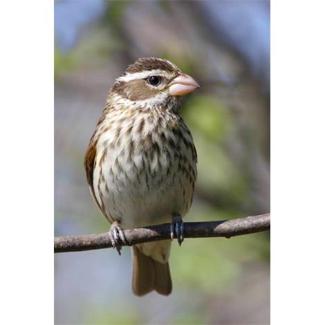 Pheucticus ludovicianus 