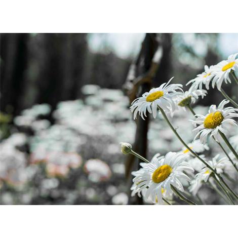 Margaritas primer plano