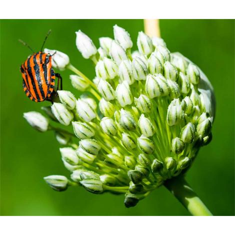 Bicheando contrastes