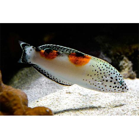 Labre-clown juvénil