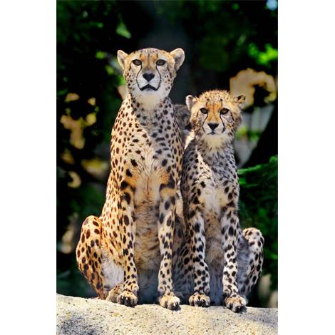 Guepardos en esfinge