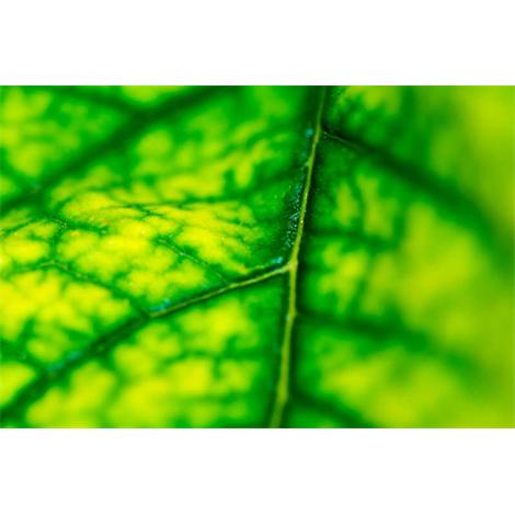 Los caminos del verde