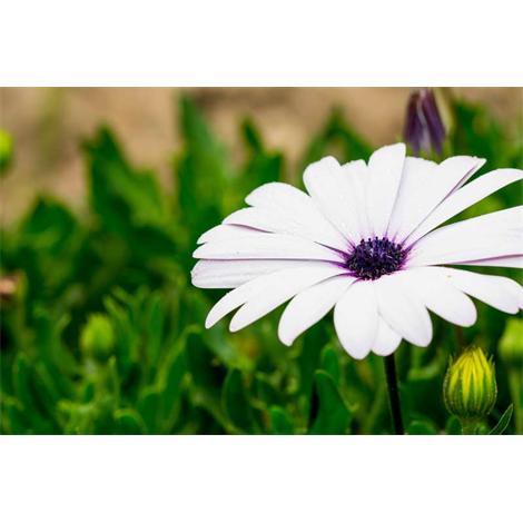 El blanco es lo primero