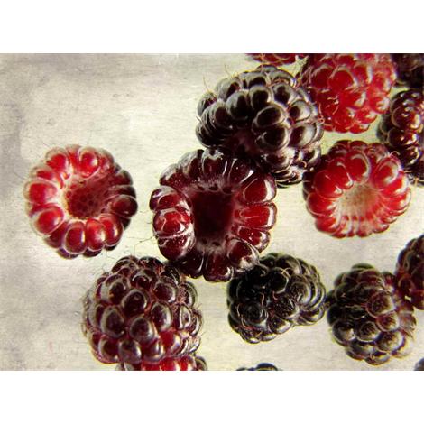 Fruta, moras