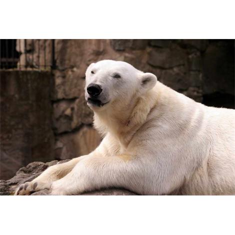 Oso polar