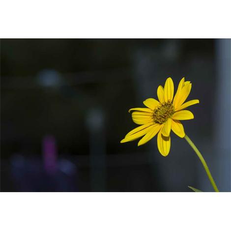 Flor amarilla sobre fondo oscuro