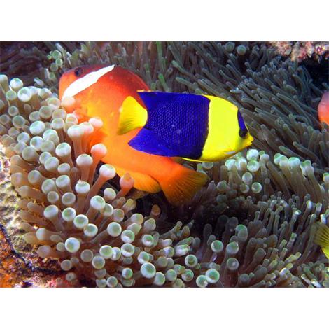 Bonitos peces bajo el agua