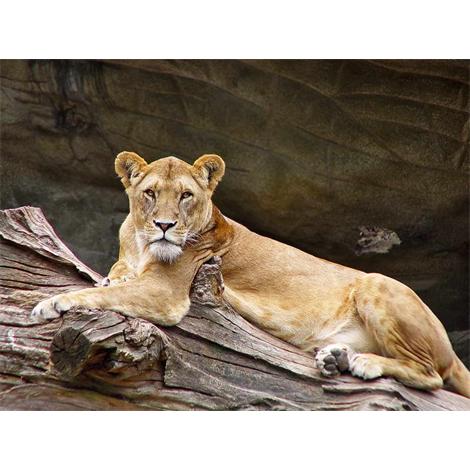 Leona en tronco