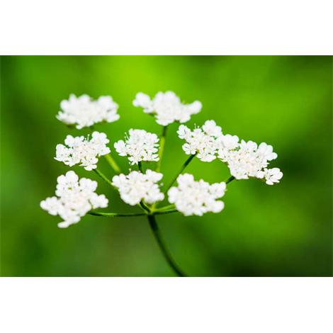 La unión hace la flor