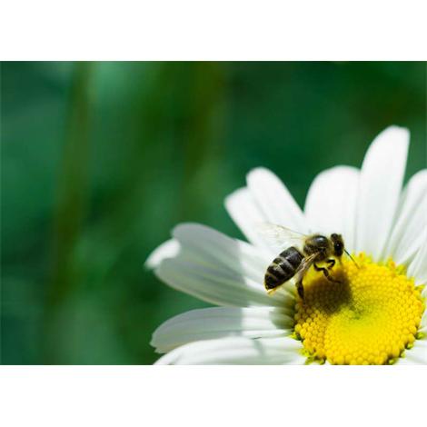 Se llama Margarita macro