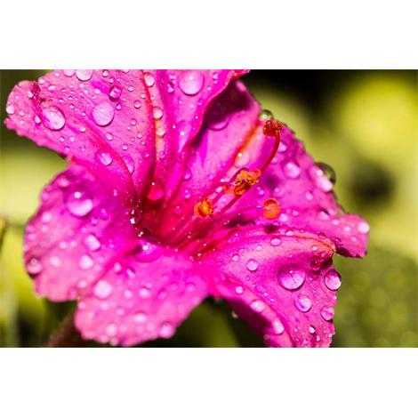 Periquito reivindicativo al rosa