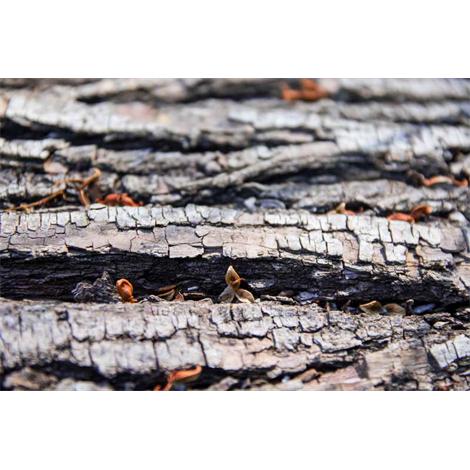 Vida después de la muerte