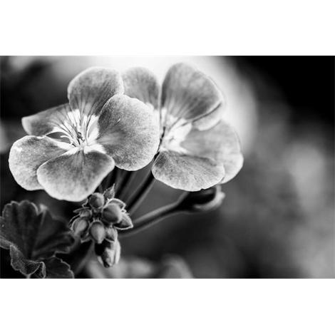 Flor se camufla en blanco y negro