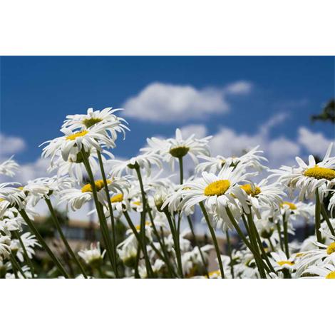 Margaritas se llama mi amor