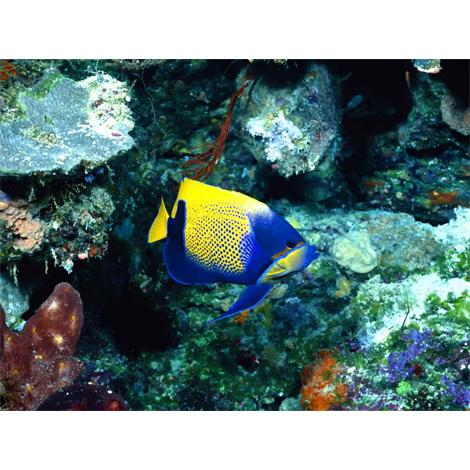 Vida marina Pez azul y amarillo en Nueva Guinea