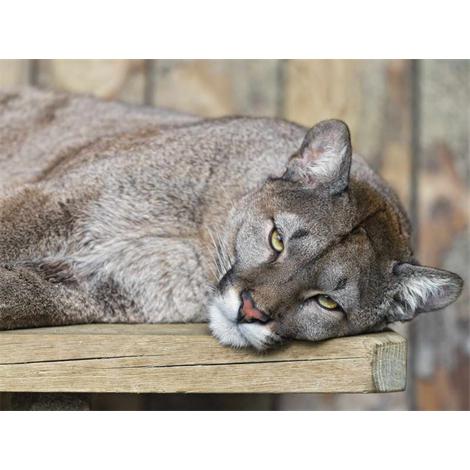 Puma sobre tabla