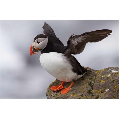 Puffin