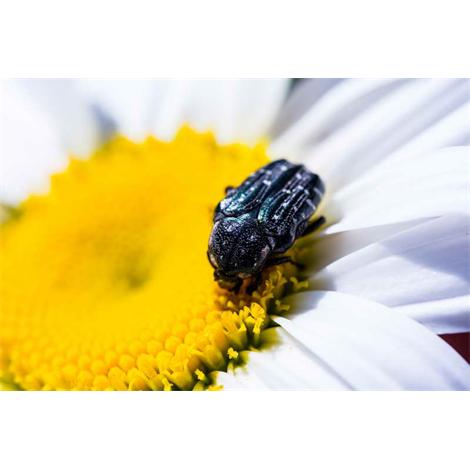 La bella y la bestia