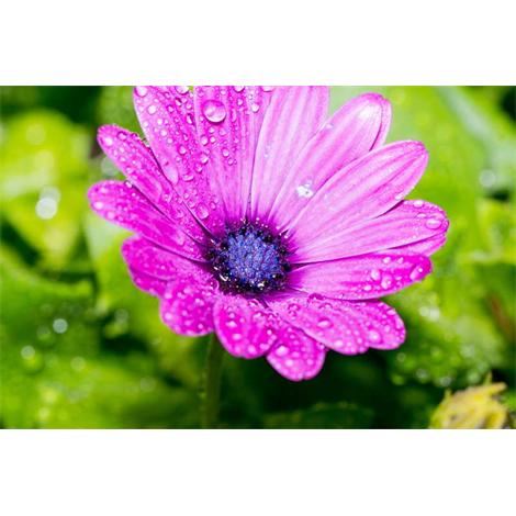 Magenta fresco sobre verde