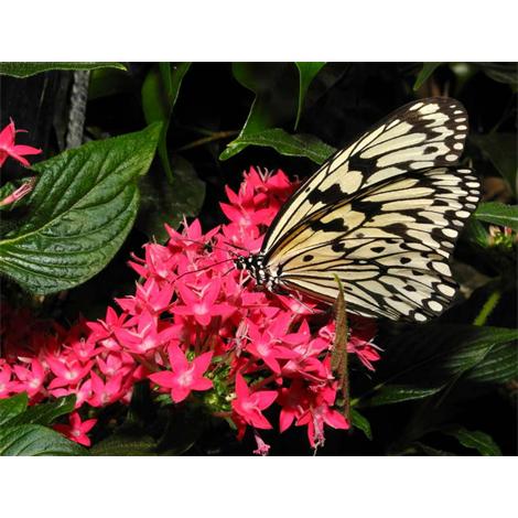 Mariposa blanca y negra