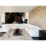 Caballo negro en redil