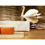 Fotomural  Cisne nadando