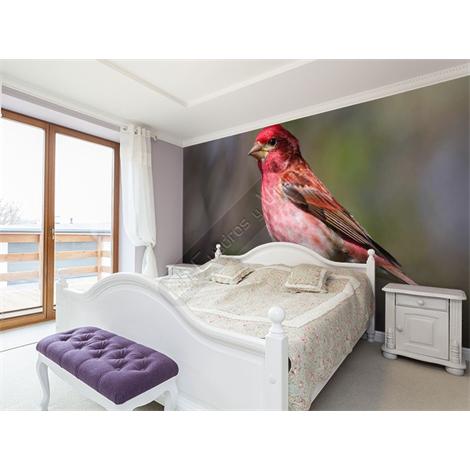 Carpodacus_purpureus_ 